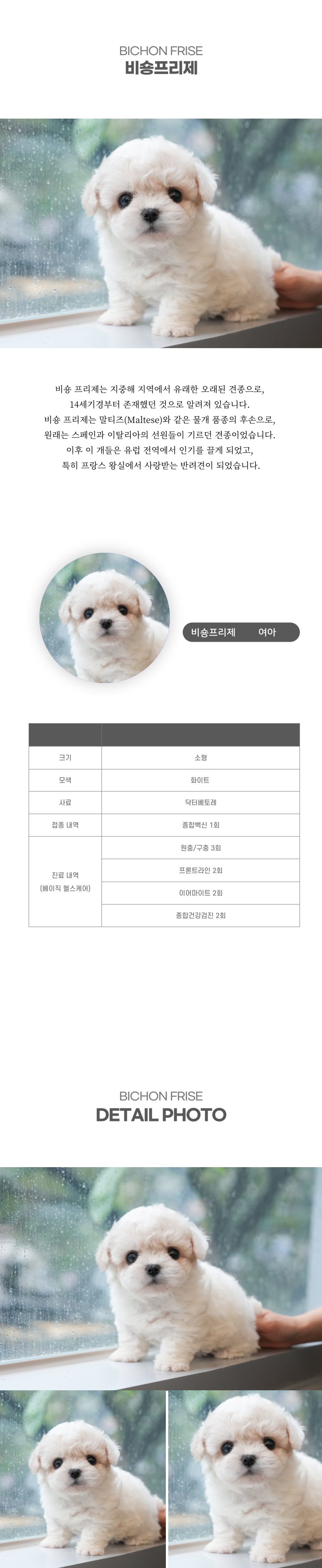 미니비숑_상세이미지_2